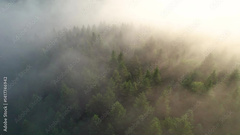 Aerial view reveals dense forest blanketed in mist. Sunlight filters through fog, casting soft glow over vibrant green treetops, creating an ethereal and serene atmosphere in the woodland. Aerial view reveals dense forest blanketed in mist. Sunlight filters through fog, casting soft glow over vibrant green treetops, creating an ethereal and serene atmosphere in the woodland.