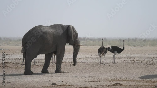 Elephant with a flock of ostriches on dry savanna at Etosha National Park Namibia