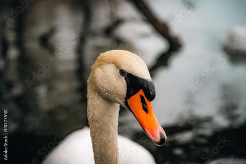 Fototapeta Naklejka Na Ścianę i Meble -  close up of a swan