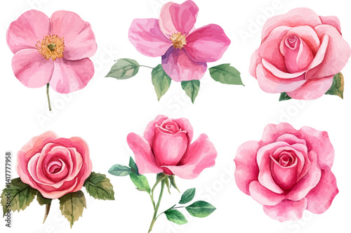 watercolor set of pink roses flowers
