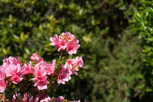Photo d'une branche d'azalee prise dans un jardin avec arriere-plan vert