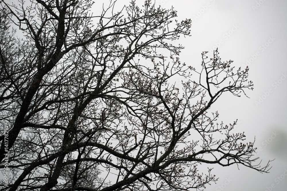silhouette of a tree with a bird, eastern,nacka,sverige,sweden,stockholm.mats,autumn silhouette of a tree with a bird, eastern,nacka,sverige,sweden,stockholm.mats,autumn