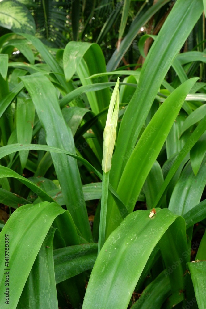 Fototapeta premium Moore’s Crinum or Natal Lily is about to bloom.