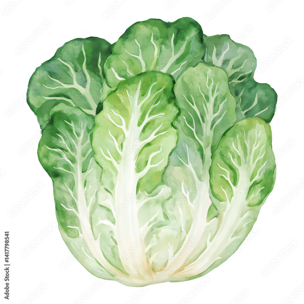 Fototapeta premium Fresh Green Chinese Cabbage with Detailed Leaves Isolated Hand Drawn Watercolor Painting Illustration