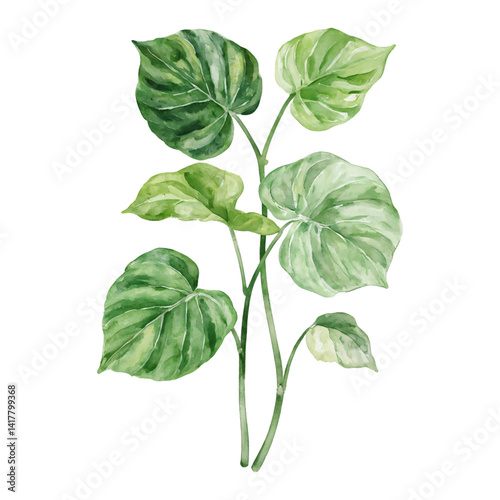 Fresh Hosta Leaves Isolated Hand Drawn Watercolor Painting Illustration on White Background