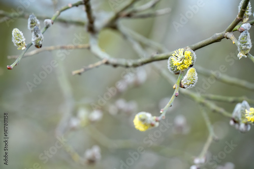 Obraz na płótnie close-up of grey willow tree (salix cinerea) early spring male catkins w salonie
