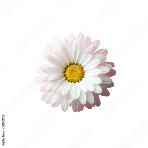 daisy flower isolated on white background