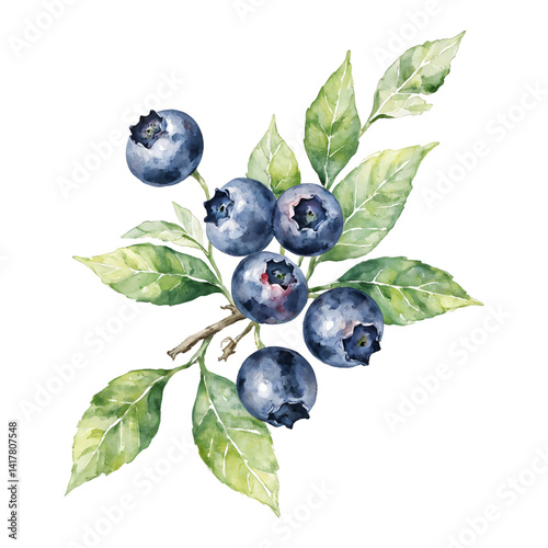 Fresh Blueberries with Green Leaves Isolated Hand Drawn Watercolor Painting Illustration