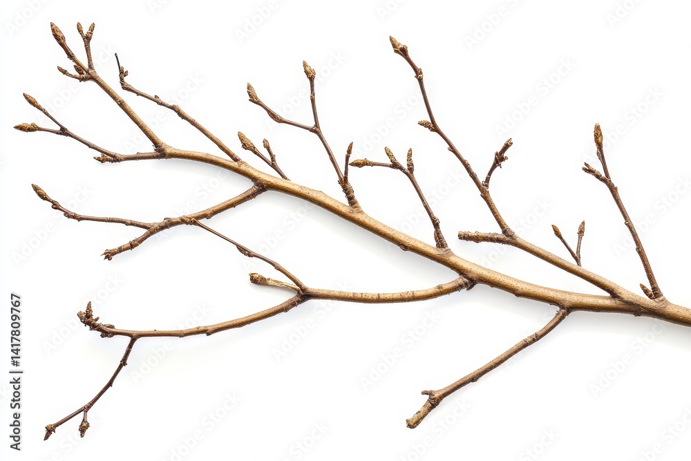 A bare branch with tiny buds hinting at spring s arrival showcasing nature s resilience against a stark white background