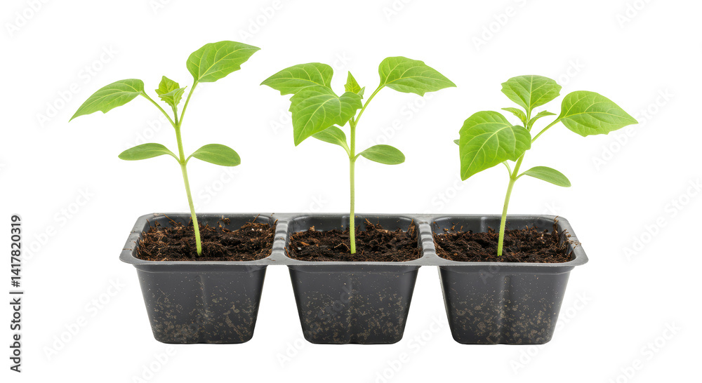Isolated Seedling Plants in Black Plastic Tray