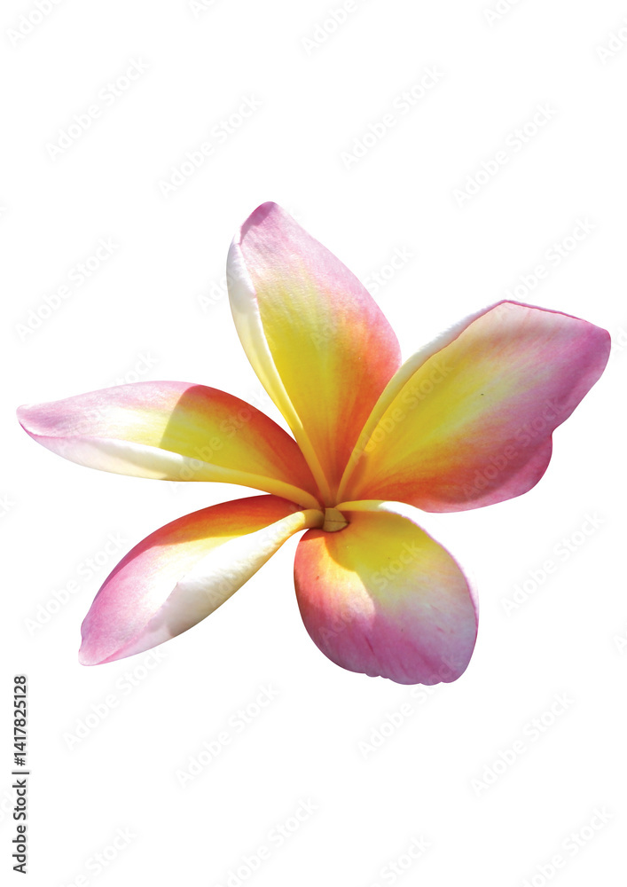 Fototapeta premium Plumeria rubra isolated on white background.