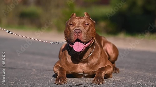 large portrait dog staffordshire terrier pitbull outdoors 