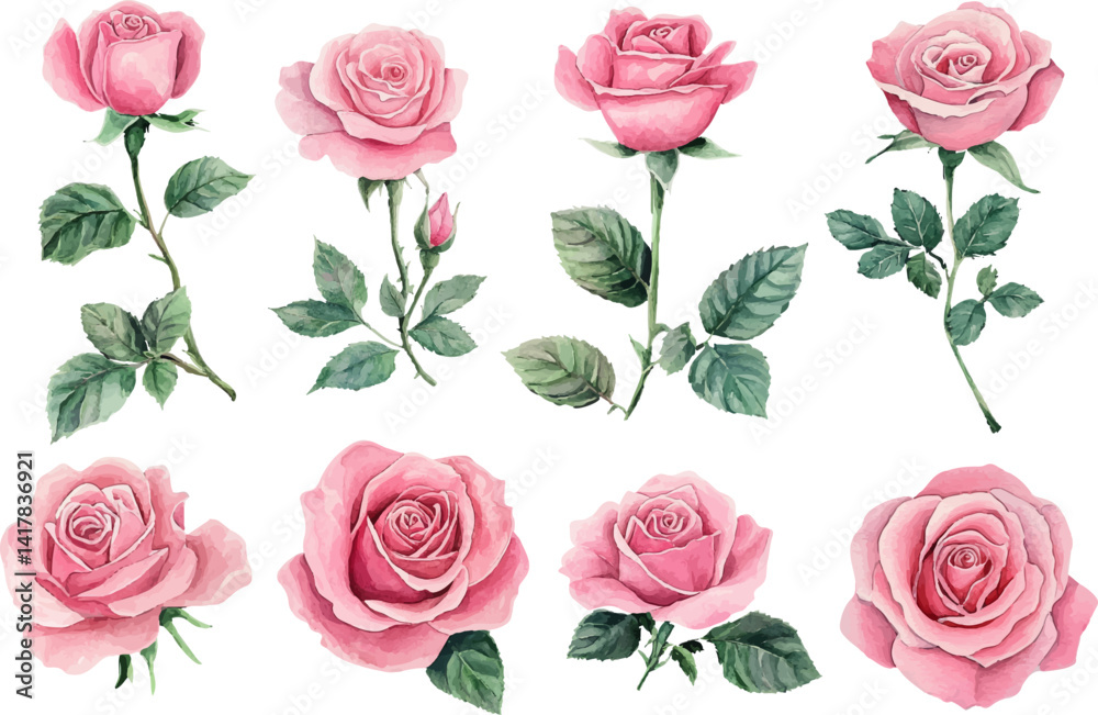 Fototapeta premium pink roses on white background