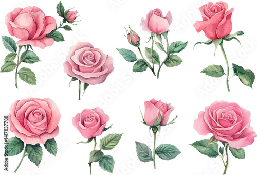 watercolor set of pink roses flowers