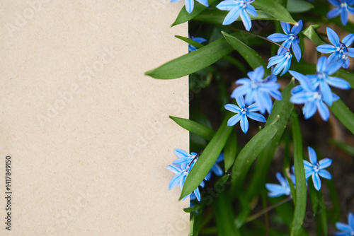 Beautiful blue flowers blooming beside a blank canvas in a peaceful garden setting