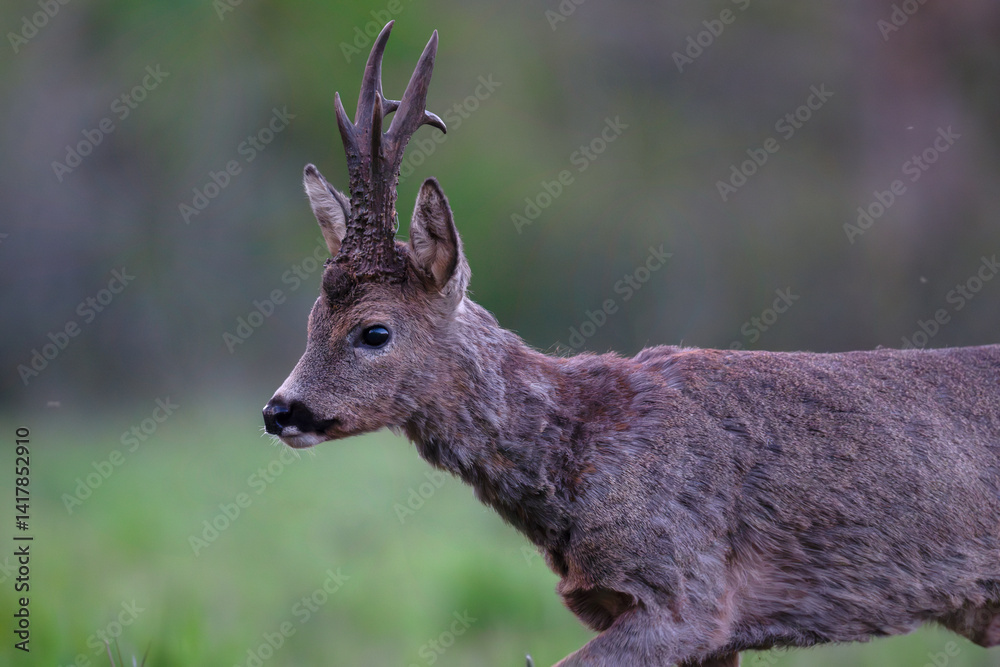 Naklejka premium Portrait of a Roe deer buck walking in a clearing at the end of the day. Capreolus capreolus, Sologne, Loiret 45, région Centre Val de Loire, France, European Union, Europe