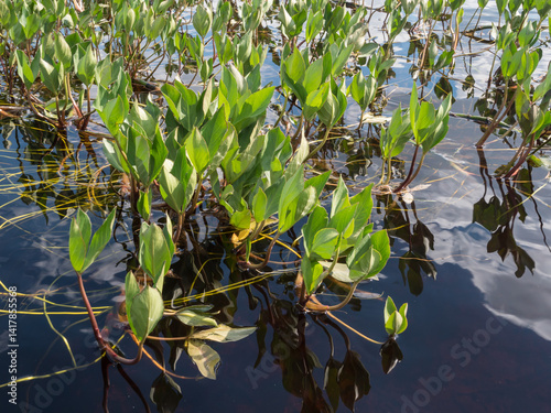 Bog bean aquatic plant leaves on lake surface