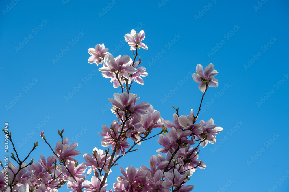 Magnolia blossoms on a branch with blue sky Magnolia blossoms on a branch with blue sky