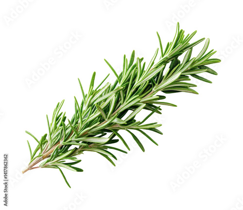Fototapeta Naklejka Na Ścianę i Meble -  Harvesting fresh rosemary herb nature food greenery isolated on transparent background