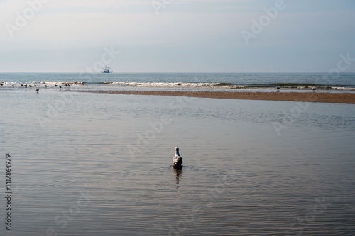 Birds on a sandbank by the sea, with a ship in the background