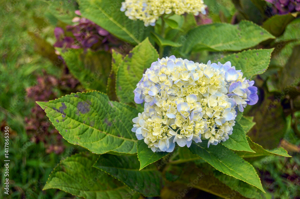 garden background, colorful flowers blooming in spring, beautiful flower garden view garden background, colorful flowers blooming in spring, beautiful flower garden view