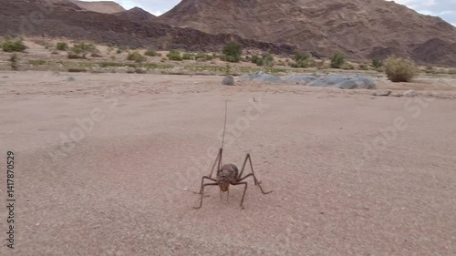 Armoured ground cricket in Fish River Canyon Namibia