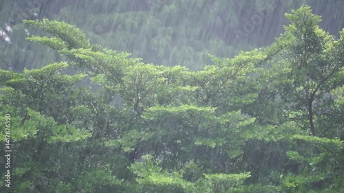 Leaves moving in the wind during heavy rain