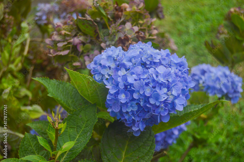 photo about colorful flower garden, blue flowers blooming, spring in the morning photo about colorful flower garden, blue flowers blooming, spring in the morning