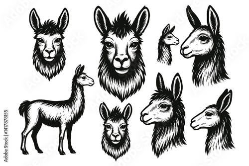 Vector set of nine illustrations depicting llamas in black and white, in various poses and styles, including full body and headshots with detailed shading. Represents these South American camelids wit