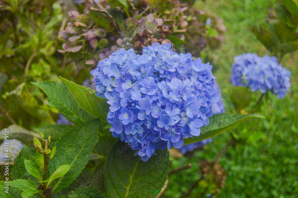 photo about colorful flower garden, blue flowers blooming, spring in the morning photo about colorful flower garden, blue flowers blooming, spring in the morning