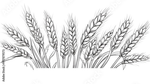 Detailed hand drawn engraved style vector illustration of wheat ears sketch