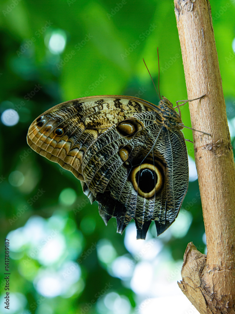 Owl Butterfly
