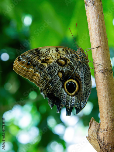 Obraz na płótnie Owl Butterfly w salonie
