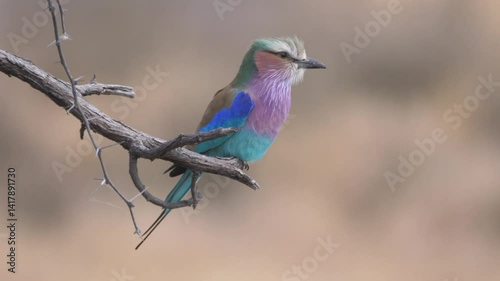 Lilac-breasted roller on a branch in Khaudum National Park Namibia