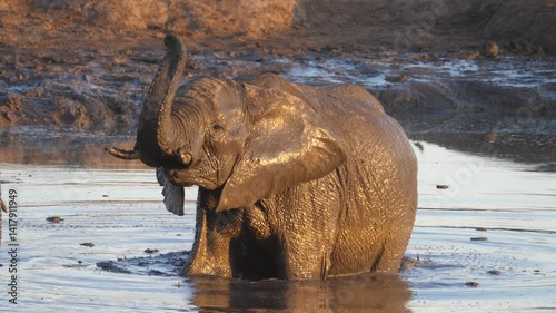 Elephant in a waterpool in Khaudum National Park Namibia photo