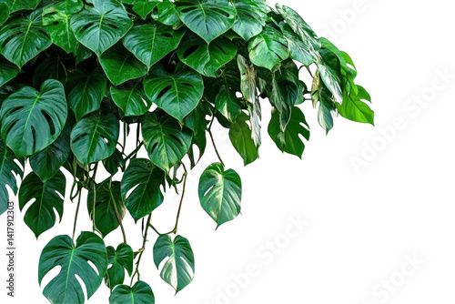 Native monstera leaves on a transparent background