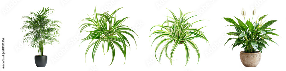 Collection of A healthy spider plant with its long, arching green and white leaves, isolated on a transparency background Collection of A healthy spider plant with its long, arching green and white leaves, isolated on a transparency background