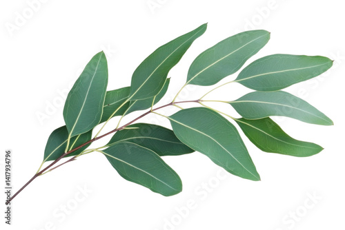 Wallpaper Mural Fresh Eucalyptus leaves on a transparent background Torontodigital.ca