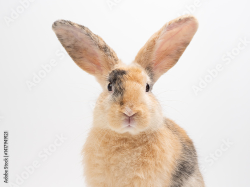 Adorable rabbit with tri-colored fur head on white background.