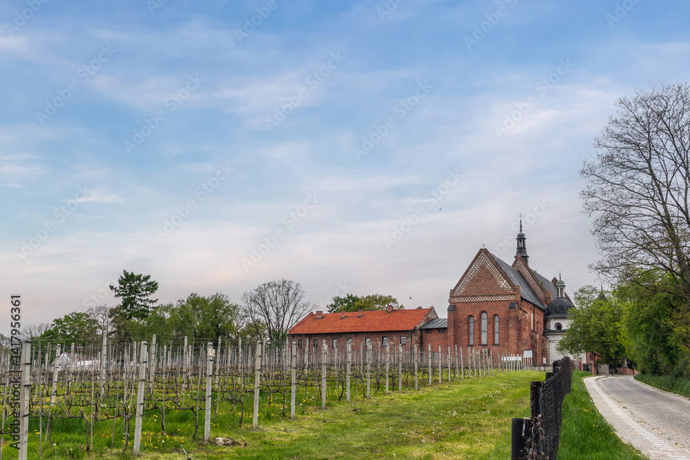 Scenic landscape view: Vineyard and Catholic church (Kościół Świętego Jakuba) in Sandomierz, Świętokrzyskie, Poland.