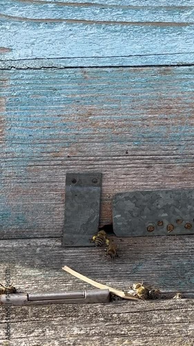 Close-up vertical footage of honeybees flying out of their wooden hive on a spring day. The video captures the vibrant activity as bees exit the hive entrance one by one. Great for nature, agriculture