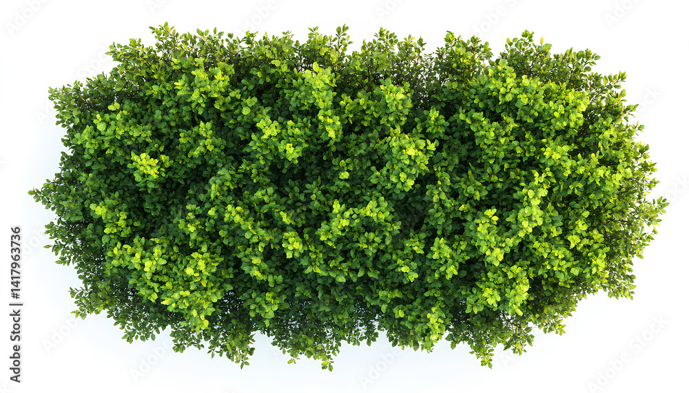 Obraz premium Brushstroke of bush isolated on white background, top view