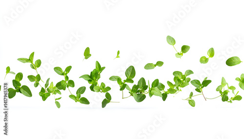Fresh oregano sprigs in the air on white background