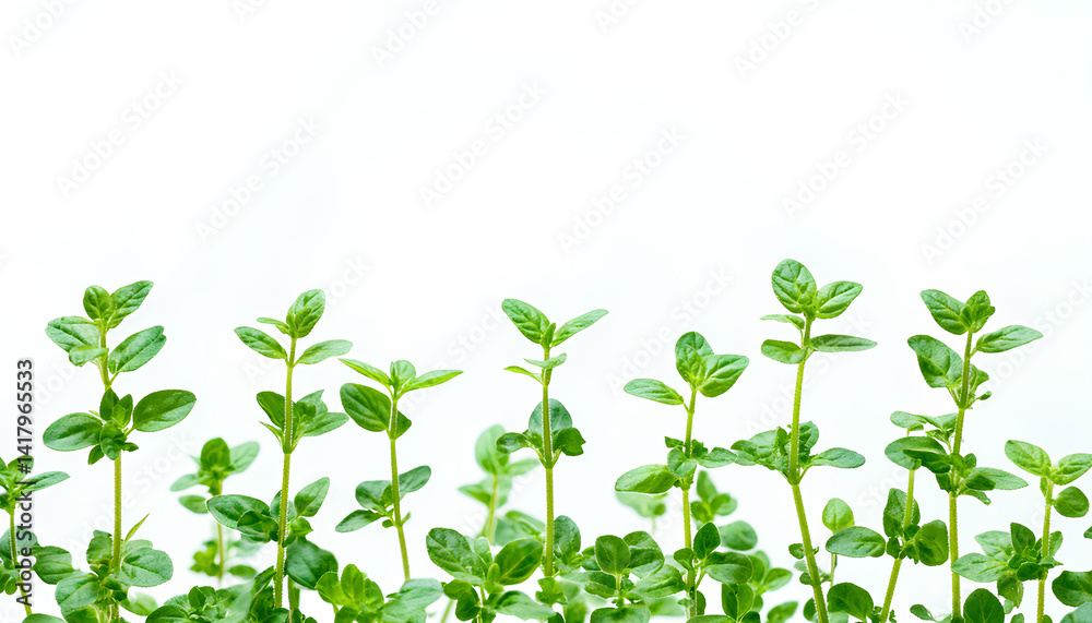 Fresh oregano sprigs in the air on white background