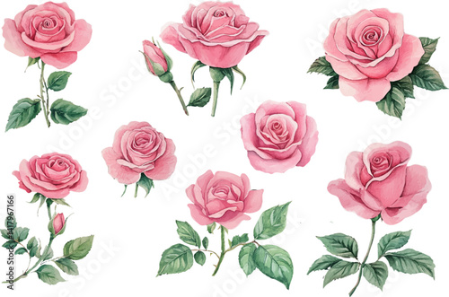 watercolor set of pink roses flowers