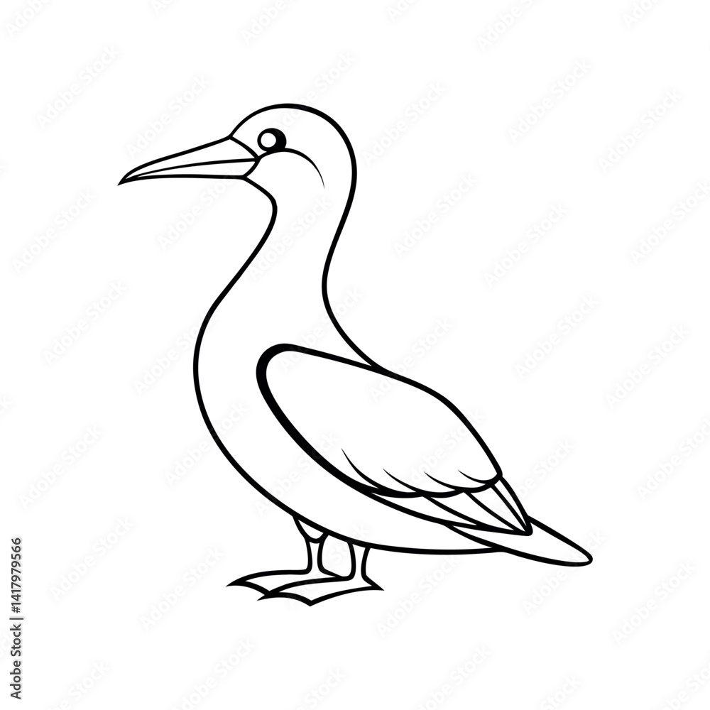 Obraz premium Chukar Partridge Bird Color Vector Illustration