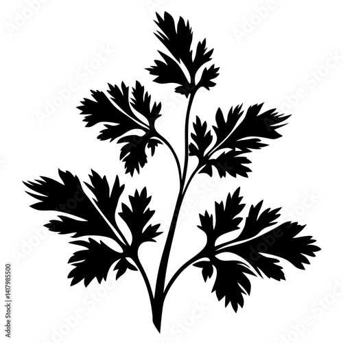 Silhouette of a Branch with Parsley Like Leaves Against White Background