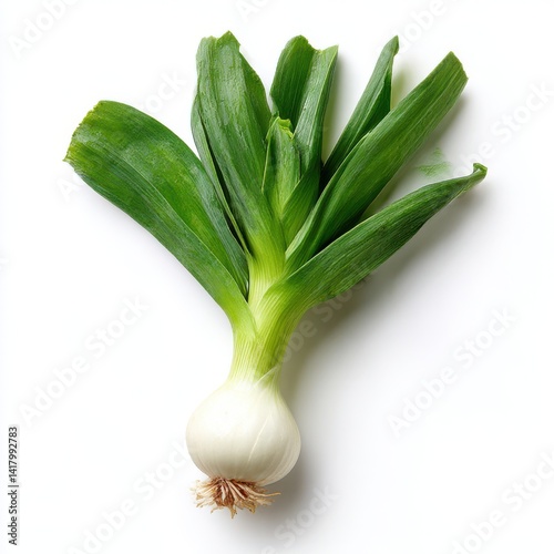 Fresh scallion vegetable still life on white background