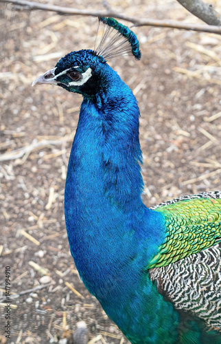 Beautiful peacock head