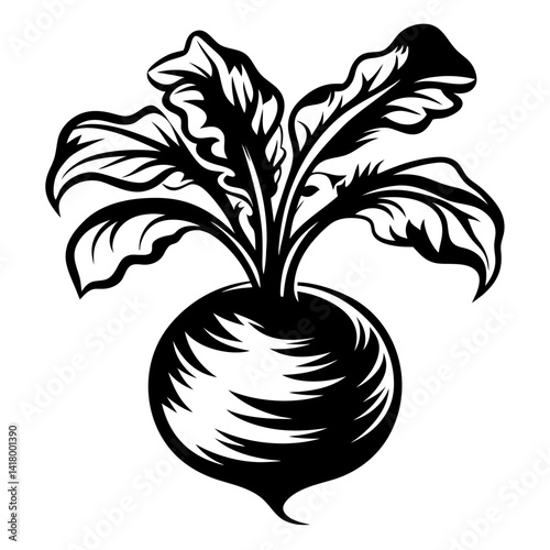 Black and White Beet Vector Art Illustration with Detailed Leaves